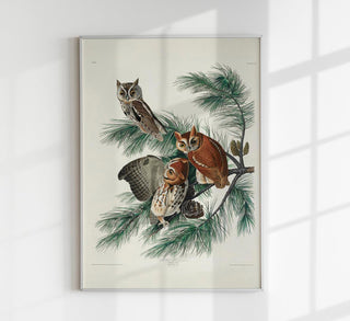 Little Screech Owl from Birds of America Poster – Handgedruckt Berlin