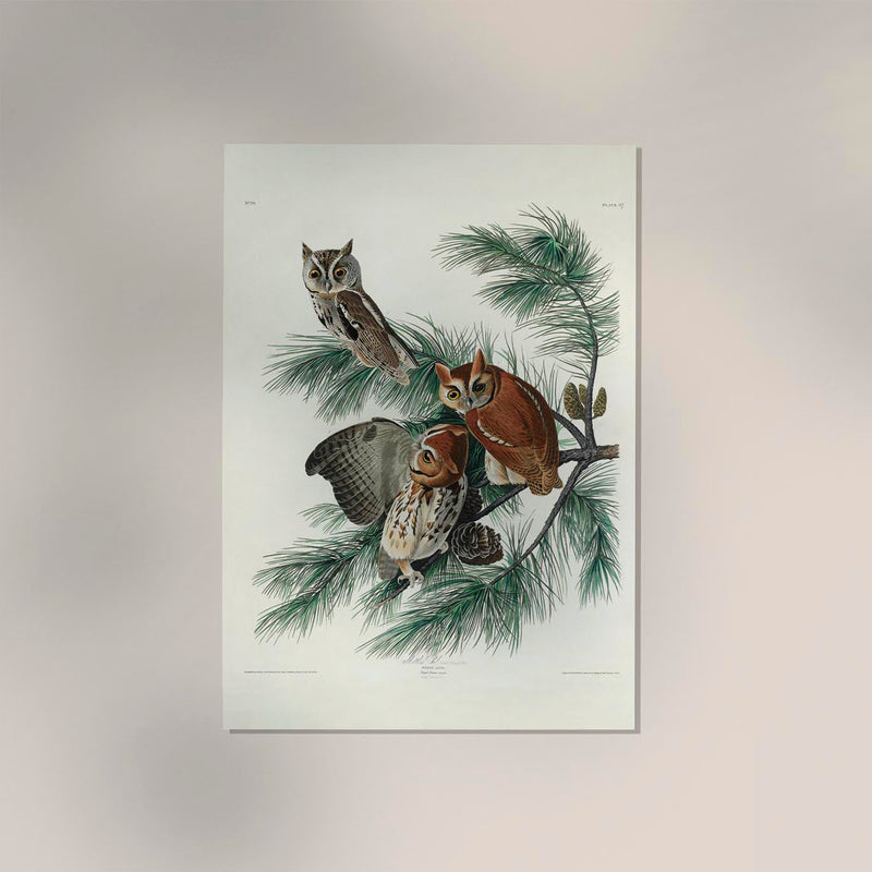 Little Screech Owl from Birds of America Poster – Handgedruckt Berlin — Ansicht 2
