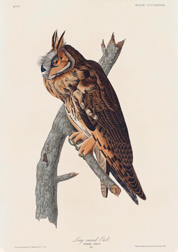 Long-eared Owl from Birds of America Poster – Handgedruckt Berlin — Ansicht 3