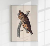 Long-eared Owl from Birds of America Poster – Handgedruckt Berlin — Ansicht 1