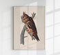 Long-eared Owl from Birds of America Poster – Handgedruckt Berlin