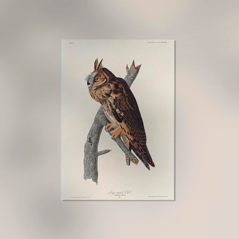 Long-eared Owl from Birds of America Poster – Handgedruckt Berlin — Ansicht 2