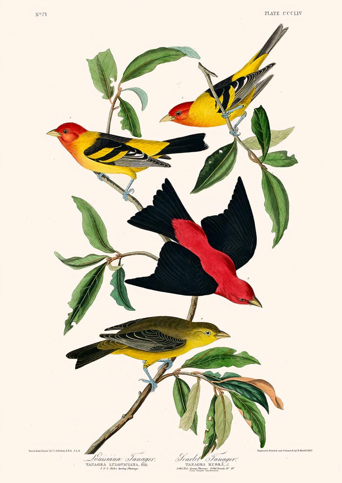 Louisiana Tanager & Scarlet Tanager from Birds of America – Art Print — Ansicht 3