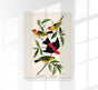 Louisiana Tanager & Scarlet Tanager from Birds of America – Art Print