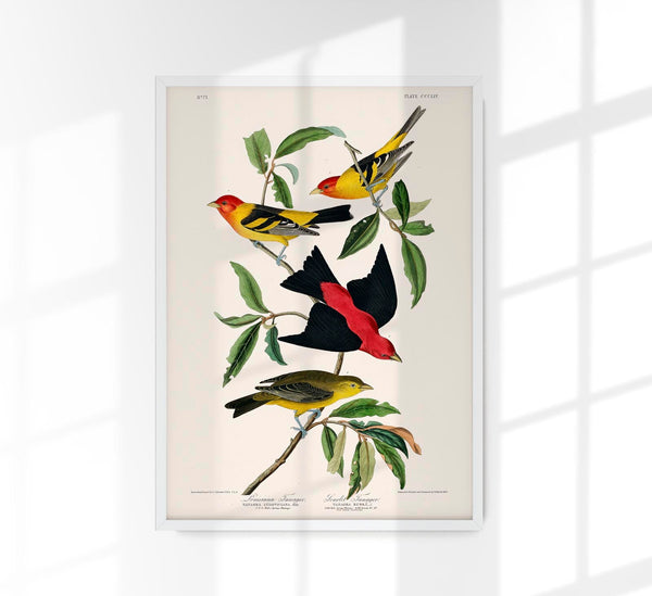 Louisiana Tanager & Scarlet Tanager from Birds of America – Art Print