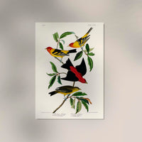 Louisiana Tanager & Scarlet Tanager from Birds of America – Art Print — Ansicht 2
