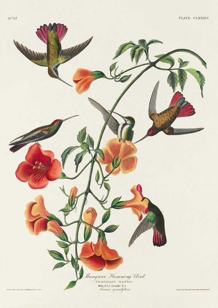 Mangrove Hummingbird from Birds of America Poster – Art Print Berlin — Ansicht 3
