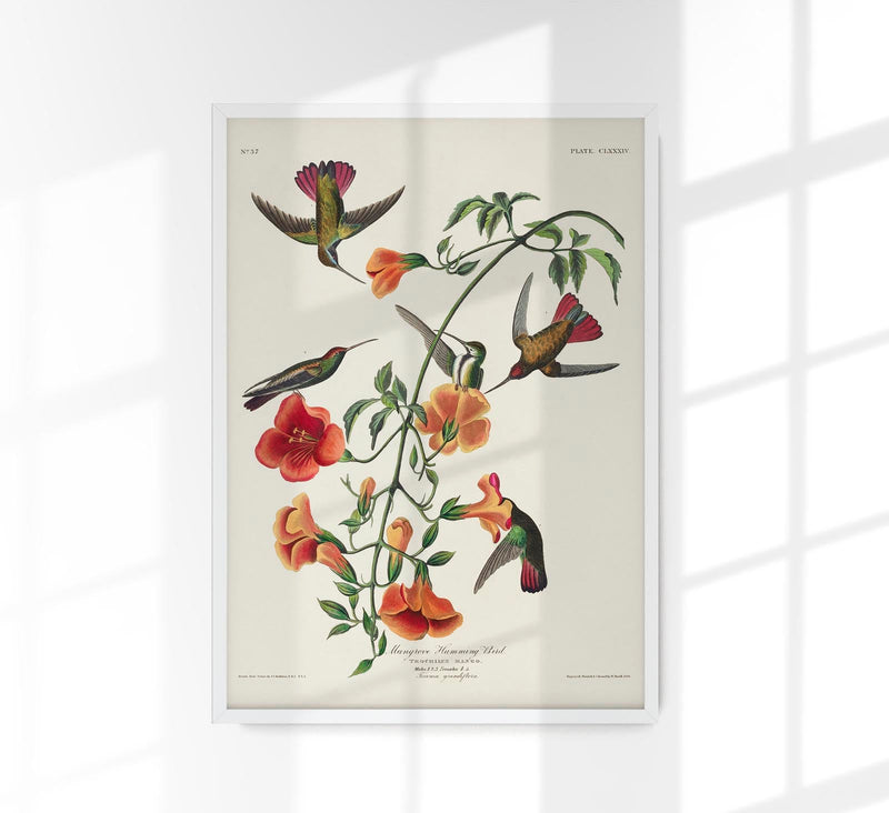 Mangrove Hummingbird from Birds of America Poster – Art Print Berlin — Patroa Studio