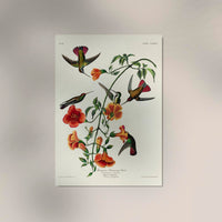 Mangrove Hummingbird from Birds of America Poster – Art Print Berlin — Ansicht 2
