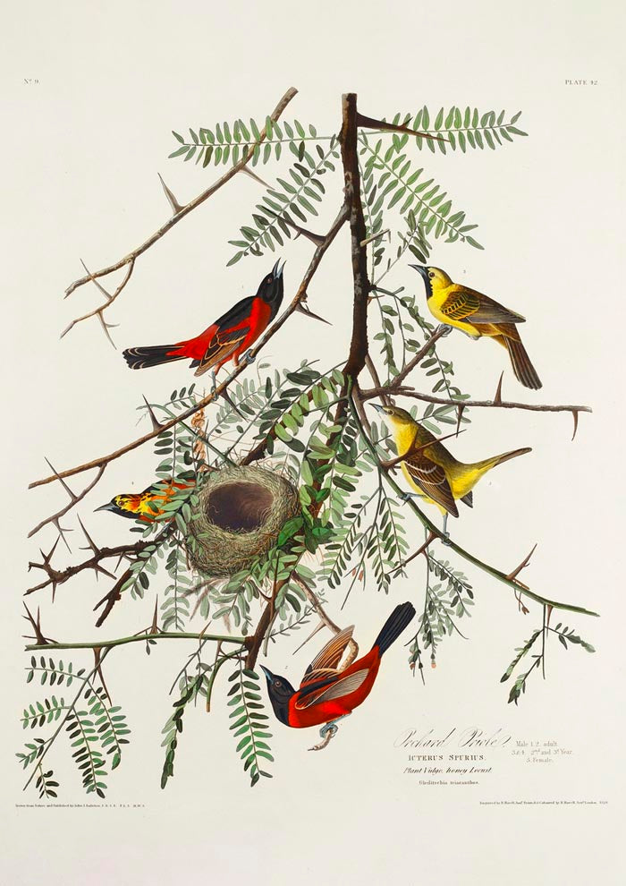 Orchan Criole from Birds of America Poster – Art Print Berlin — Ansicht 3