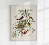 Orchan Criole from Birds of America Poster – Art Print Berlin — Ansicht 1