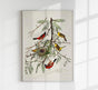 Orchan Criole from Birds of America Poster – Art Print Berlin