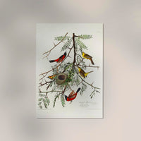 Orchan Criole from Birds of America Poster – Art Print Berlin — Ansicht 2