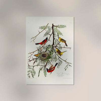 Orchan Criole from Birds of America Poster – Kunstdruck Berlin