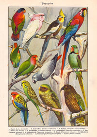 Papagaien Macaw and Parrot Vintage Poster – Chromolithograph Kunstdruck — Ansicht 3