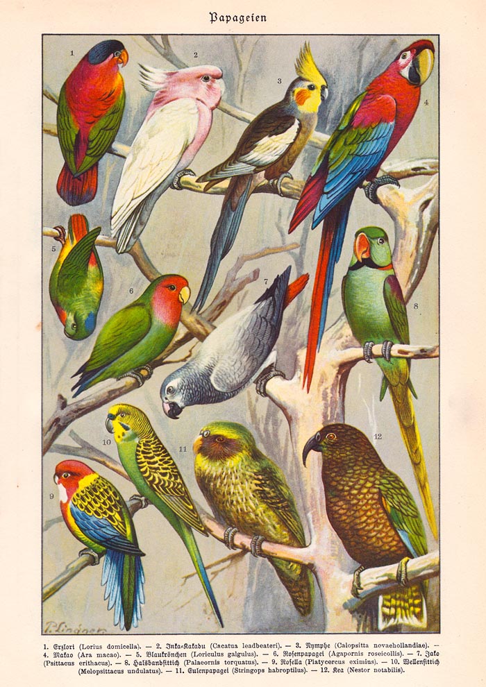 Papagaien Macaw and Parrot Vintage Poster – Chromolithograph Kunstdruck — Ansicht 3