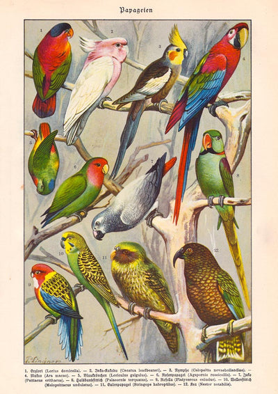 Papagaien Macaw and Parrot Vintage Poster – Chromolithograph Kunstdruck
