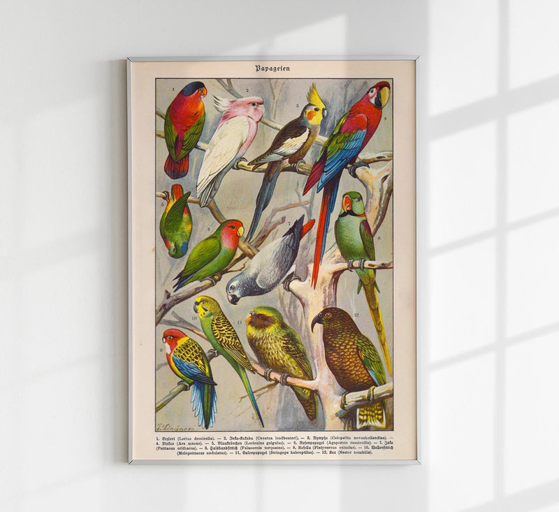 Papagaien Macaw and Parrot Vintage Poster – Chromolithograph Kunstdruck — Patroa Studio