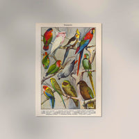Papagaien Macaw and Parrot Vintage Poster – Chromolithograph Kunstdruck — Ansicht 2