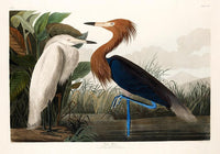 Purple Heron from Birds of America Poster – Kunstdruck Berlin — Ansicht 3