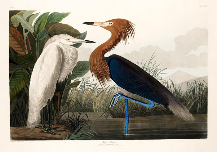 Purple Heron from Birds of America Poster – Kunstdruck Berlin — Ansicht 3