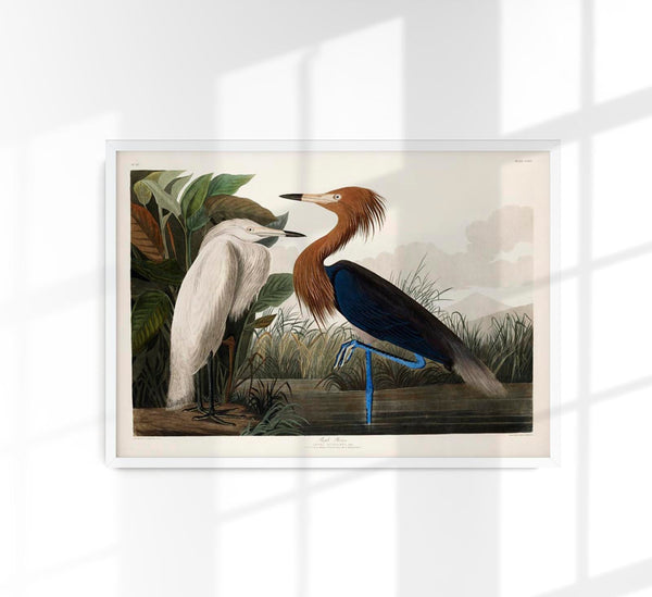 Purple Heron from Birds of America Poster – Kunstdruck Berlin