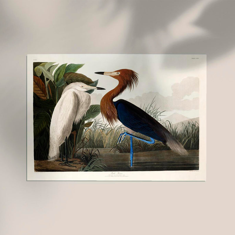 Purple Heron from Birds of America Poster – Kunstdruck Berlin — Ansicht 2
