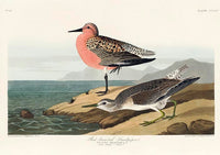 Red-breasted Sandpiper from Birds of America Poster — Ansicht 3