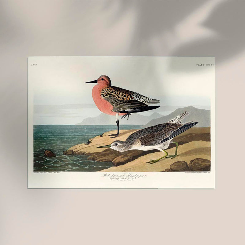 Red-breasted Sandpiper from Birds of America Poster — Ansicht 2