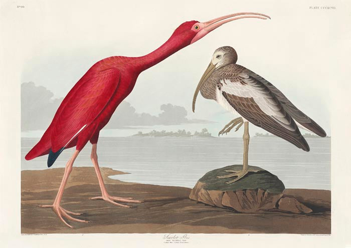 Scarlet Ibis from Birds of America Poster – Druck Berlin — Ansicht 3