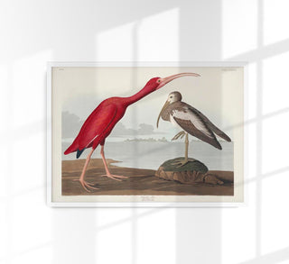 Scarlet Ibis from Birds of America Poster – Druck Berlin