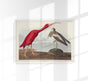Scarlet Ibis from Birds of America Poster – Druck Berlin