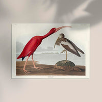 Scarlet Ibis from Birds of America Poster – Druck Berlin — Ansicht 2
