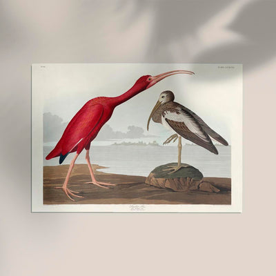 Scarlet Ibis from Birds of America Poster – Print Berlin