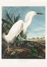 Snowy Heron from Birds of America Poster – Kunstdruck Berlin — Ansicht 3