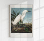 Snowy Heron from Birds of America Poster – Kunstdruck Berlin