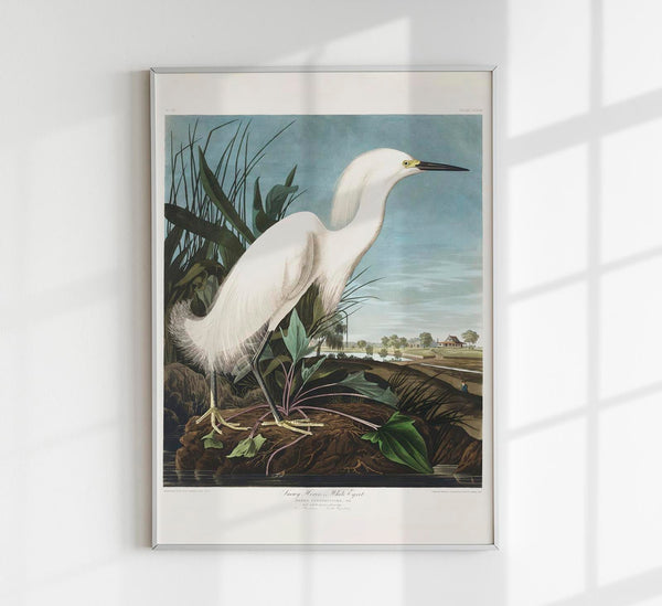 Snowy Heron from Birds of America Poster – Art Print Berlin