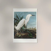 Snowy Heron from Birds of America Poster – Kunstdruck Berlin — Ansicht 2