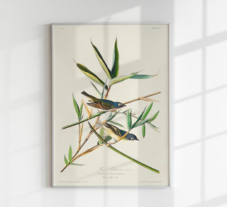 Solitary Flycatcher Poster – Vogelmotiv aus Birds of America