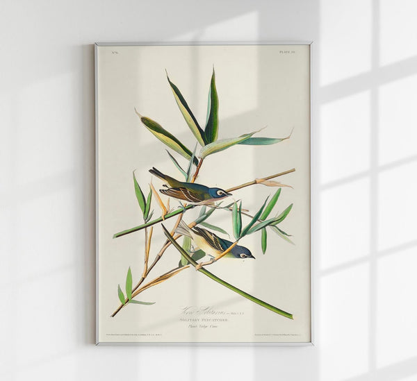 Solitary Flycatcher Poster – Vogelmotiv aus Birds of America