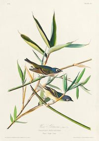Solitary Flycatcher Poster – Vogelmotiv aus Birds of America — Ansicht 3