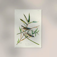 Solitary Flycatcher Poster – Vogelmotiv aus Birds of America — Ansicht 2