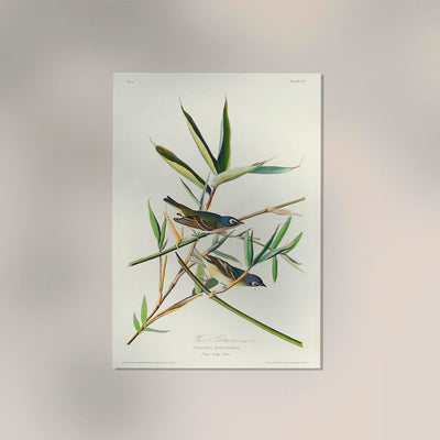 Solitary Flycatcher Poster – Vogelmotiv aus Birds of America