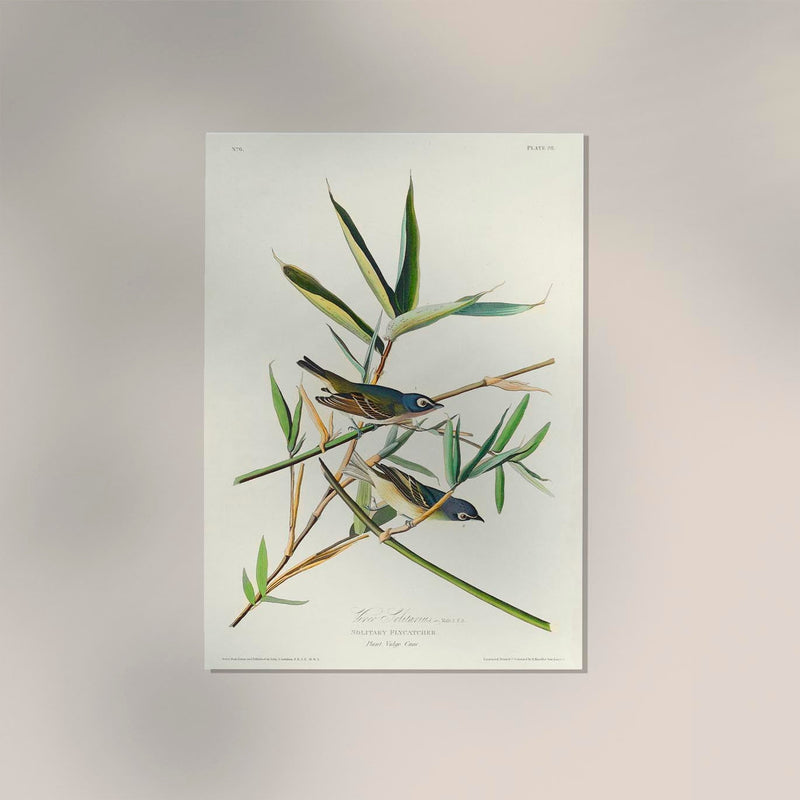 Solitary Flycatcher Poster – Vogelmotiv aus Birds of America — Ansicht 2