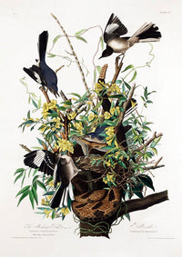 The Mocking Bird from Birds of America Poster – Kunstdruck Patroa Studio — Ansicht 3