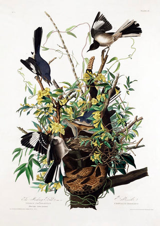 The Mocking Bird from Birds of America Poster