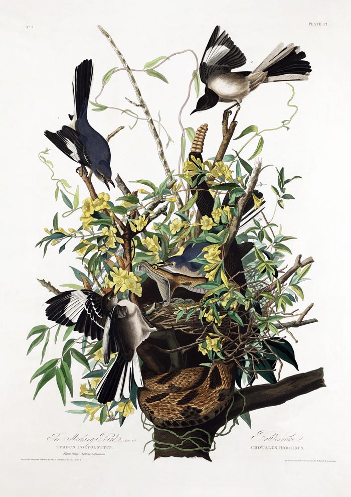 The Mocking Bird from Birds of America Poster – Kunstdruck Patroa Studio — Ansicht 3