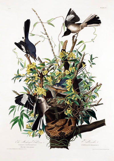 The Mocking Bird from Birds of America Poster – Kunstdruck Patroa Studio