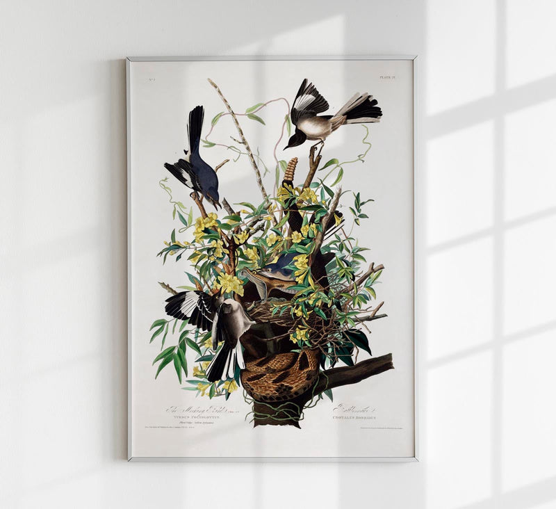 The Mocking Bird from Birds of America Poster – Kunstdruck Patroa Studio — Patroa Studio