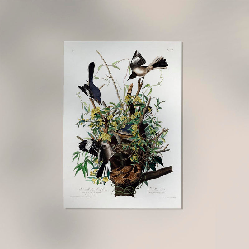 The Mocking Bird from Birds of America Poster – Kunstdruck Patroa Studio — Ansicht 2